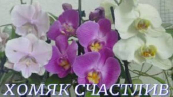 №938/ ОХ и НАКУПИЛА!!! ХОМЯК счастлив.