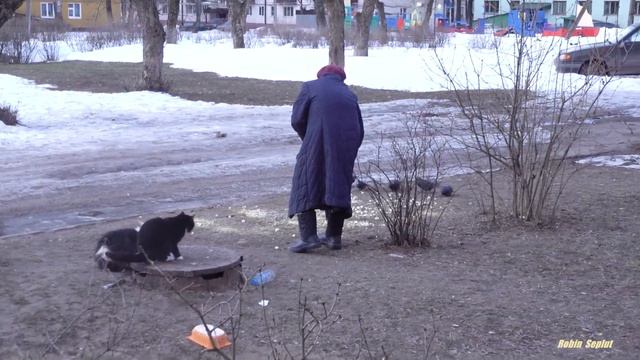 Cute cats the last cold days смотреть онлайн