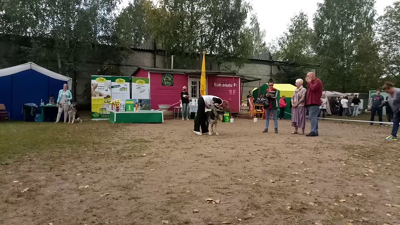 Хлоя Де Лютвинс смотреть онлайн