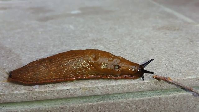 Огромный слизень смотреть онлайн