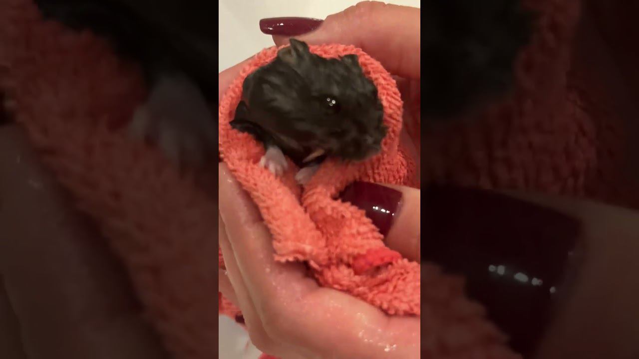 Хомякан #хомяк#хомячок смотреть онлайн