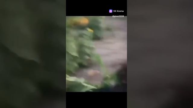 мем из вк смотреть онлайн