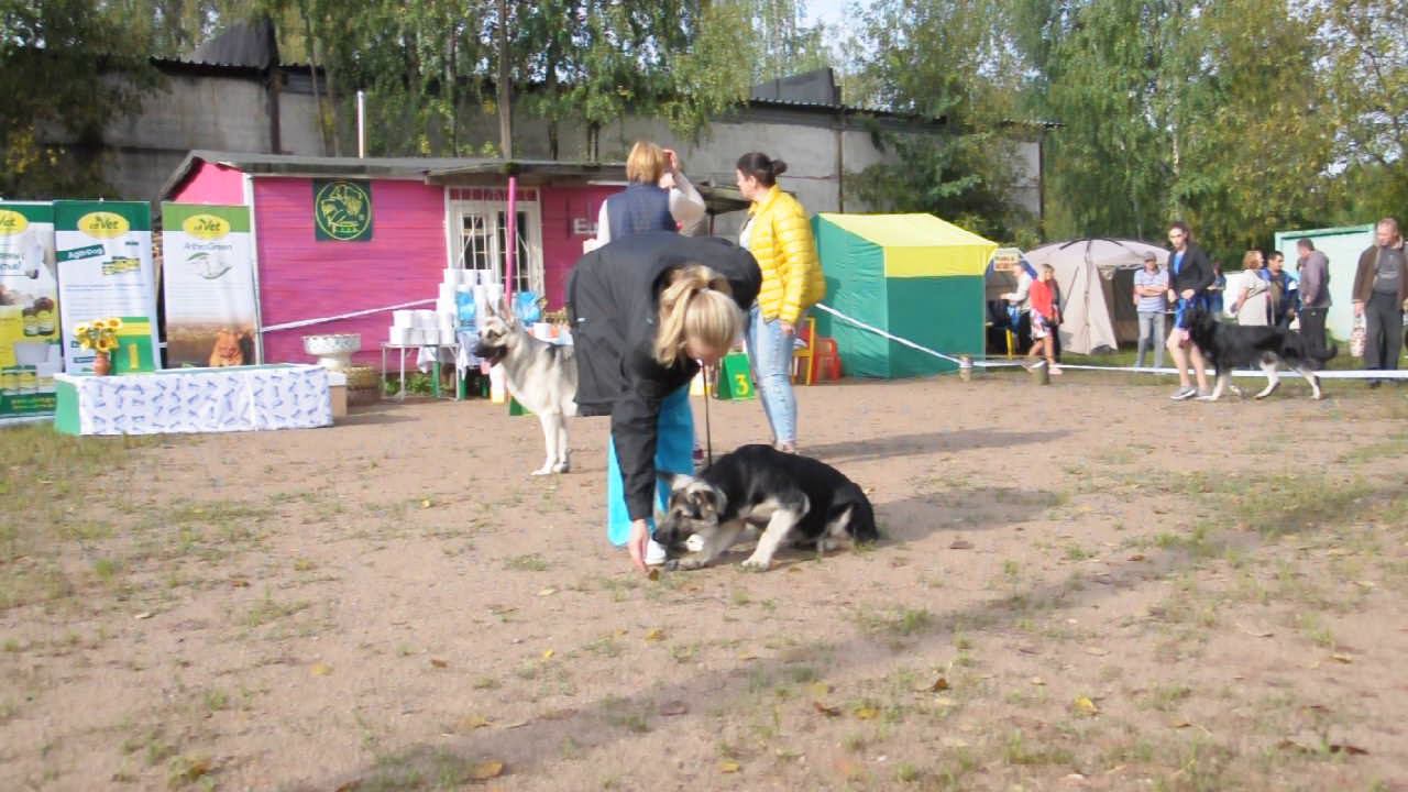 Щен послушка смотреть онлайн