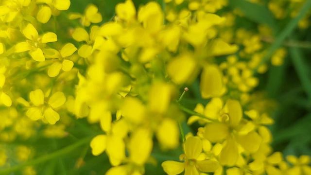 Веселое выражение лица постепенно отражается и на внутреннем мире. Иммануил Кант