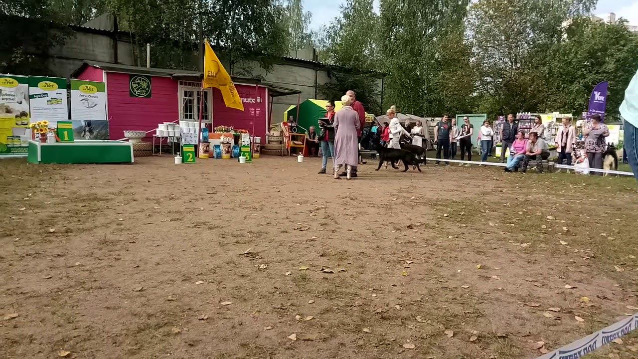 Верный Друг Шайо смотреть онлайн