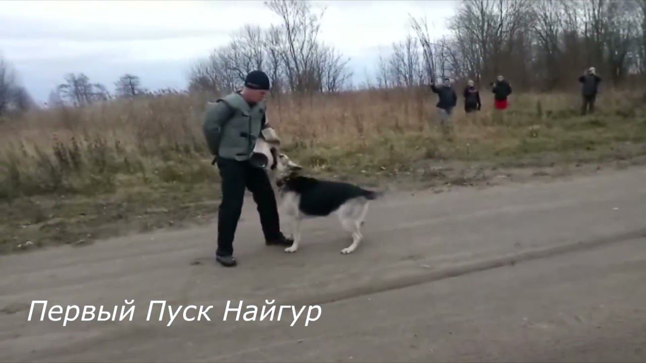 ПРК 17 ноября выставка ЦВЕО смотреть онлайн