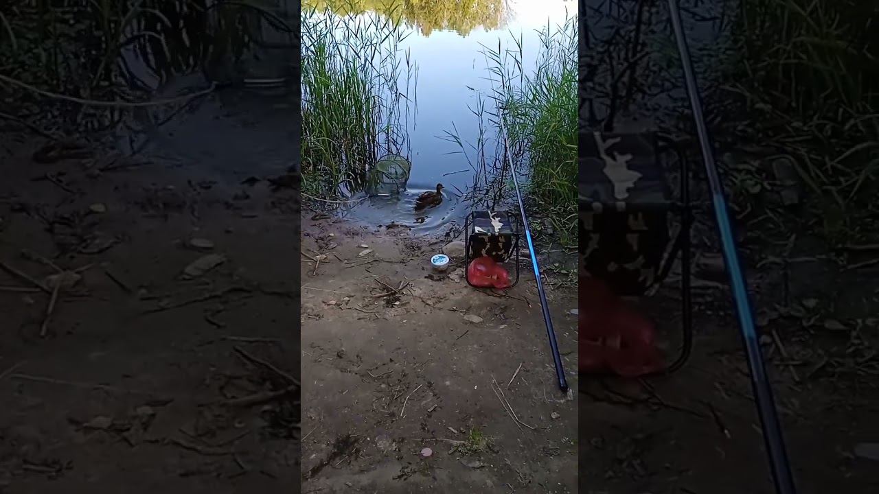 Утка на Истринском водохранилище смотреть онлайн