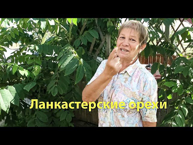 Ланкастерские орехи смотреть онлайн