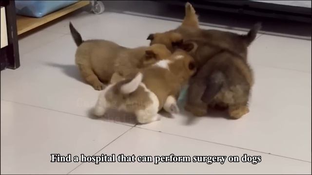 Newborn puppies have their forelegs broken! Crying in pain, but still smiling at humans смотреть онлайн