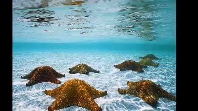 Где музыка берёт начало? Автор ученица 5 класса школа 184 Анна Логинова смотреть онлайн