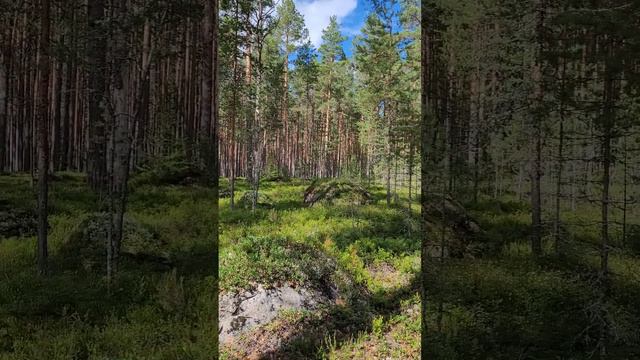 Карелия 2024. Карельский лес. Июль 2024г (Часть 5).mp4 смотреть онлайн