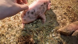 Двойной опорос 👊🐷👊 показываю как удалить клыки новорожденым поросятам