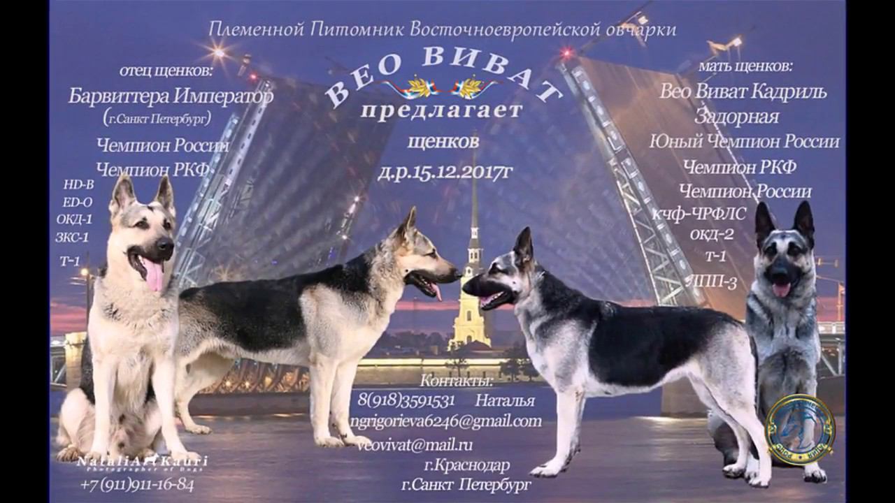 ЩЕНЯТА смотреть онлайн