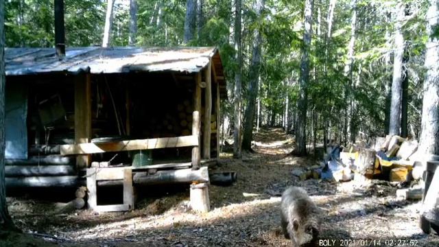 Медведи на зимовье