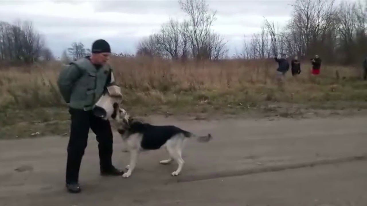 ПРК 17.11.2018 БАРВИТТЕРА НАЙГУР ВЕЛЬКОНТА смотреть онлайн