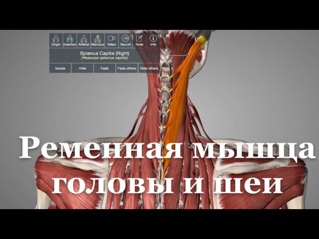 Ременные мышцы головы и шеи. (m. Splenius Capitis, Cervicis)