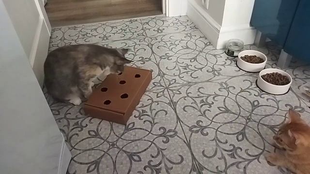 Кошки играют с коробкой с шариками смотреть онлайн