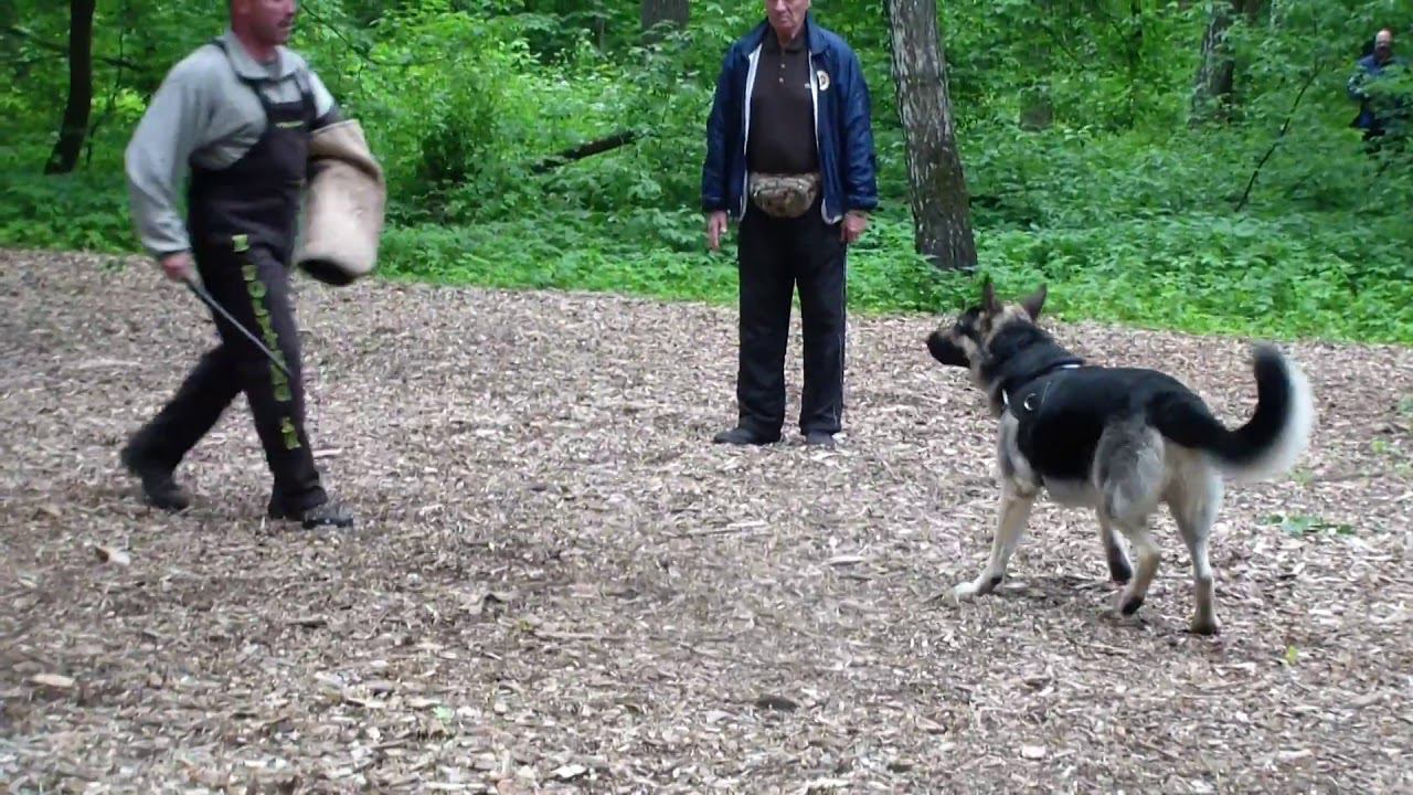 Бэст Бой из новой империи лобовая bestdog mybb ru смотреть онлайн