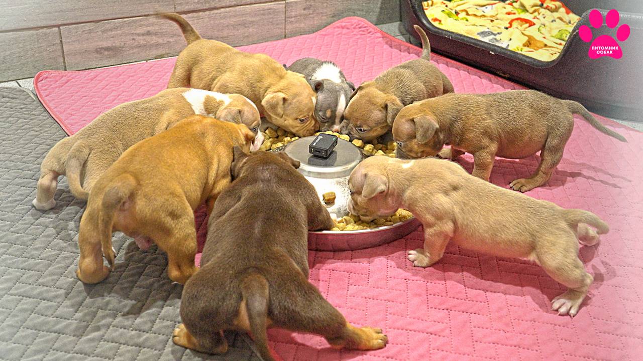 Маленькие молочные собачки торопятся поесть! Сложно выращивать сразу дюжину щенков. Что же делать? смотреть онлайн
