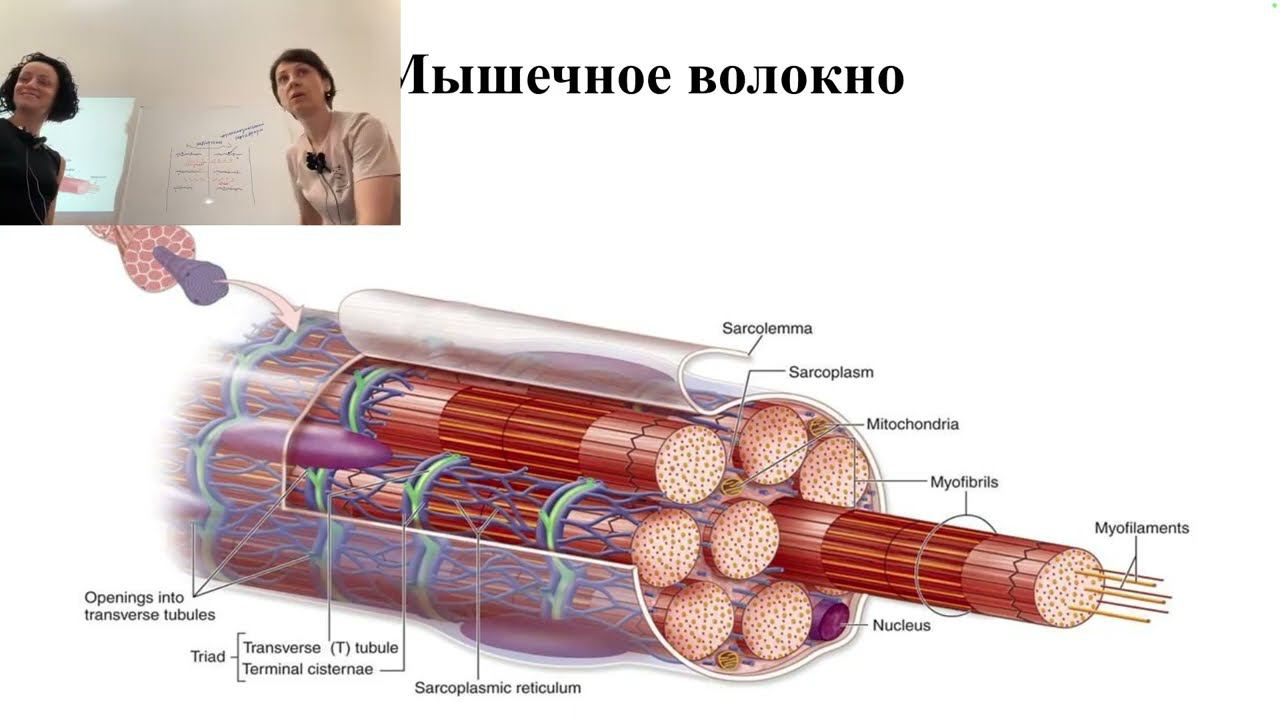 Мышечные волокна.Мышечные рефлексы в  практике хатха йоги.