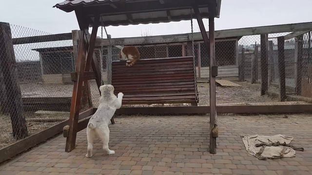 Щенки Алабая и кот Рыж смотреть онлайн