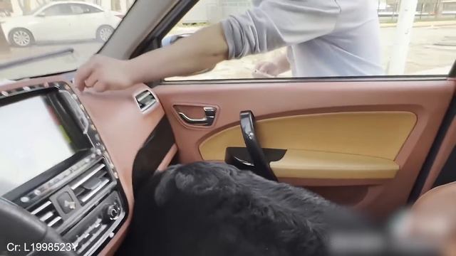 Even the bravest dogs get cold paws at the vet🤣 Funny Pet Video смотреть онлайн