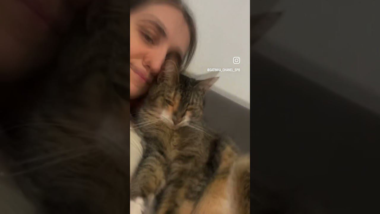 Моя нежнятинка . Моя Шанель.  Моя очень нежная, понимающая и умная кошка.