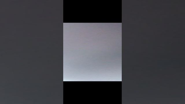 Мы следим за бездомной собакой, у которой болит лапка смотреть онлайн