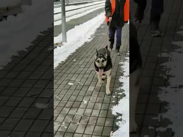 Владелец отказалась от щенка и он едет в Питер смотреть онлайн