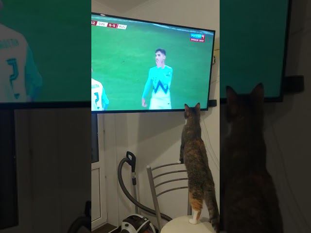 Кошка и ТВ. Шанель за просмотром футбола.