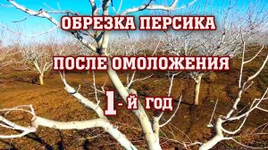ОБРЕЗКА ПЕРСИКА!!! Первый год после омоложения