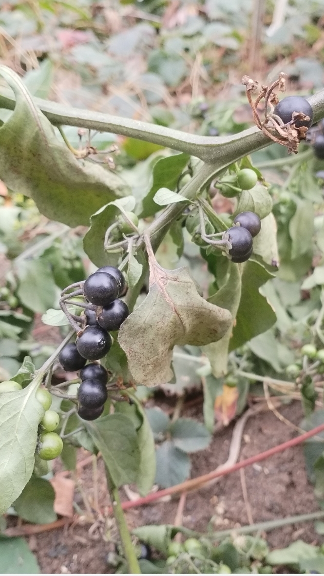 Дачные стишки-репешки 26.09.2024 смотреть онлайн