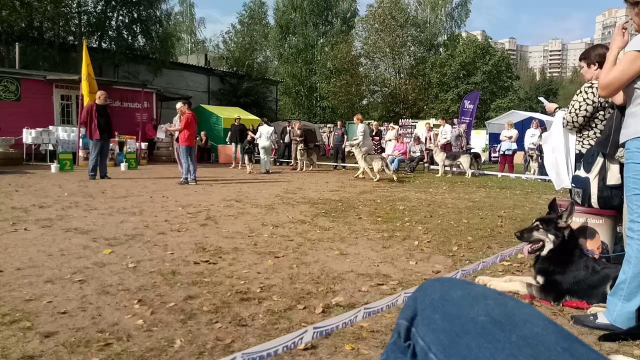 Верный Друг Занзибар смотреть онлайн