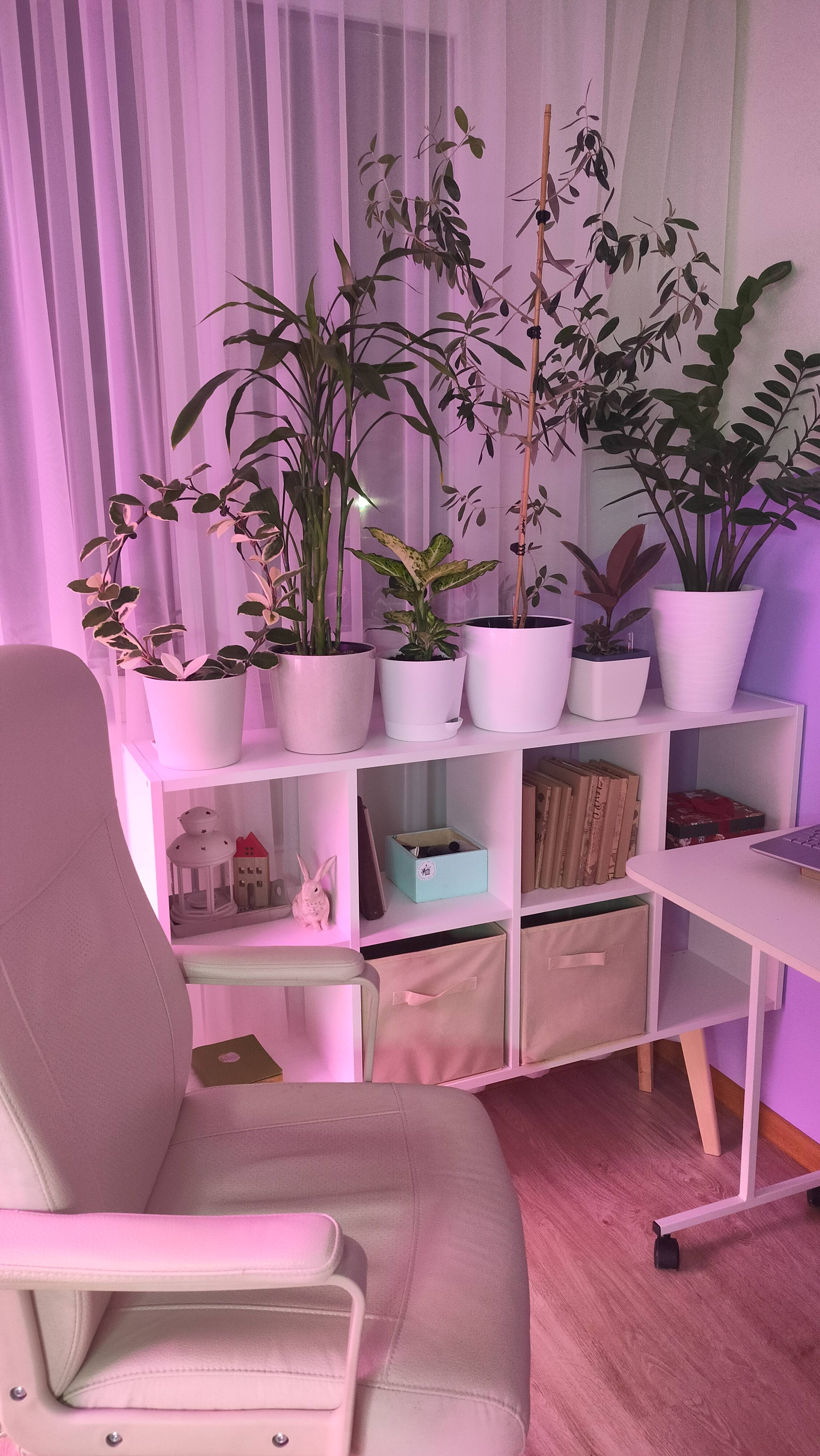 Увеличиваю стеллаж и место для моих цветов #комнатныецветы #эвкалипты #plants #мастернавсеруки смотреть онлайн