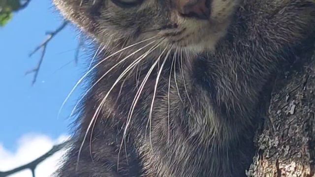 Природа всегда права; ошибки же и заблуждения исходят от людей. Гёте