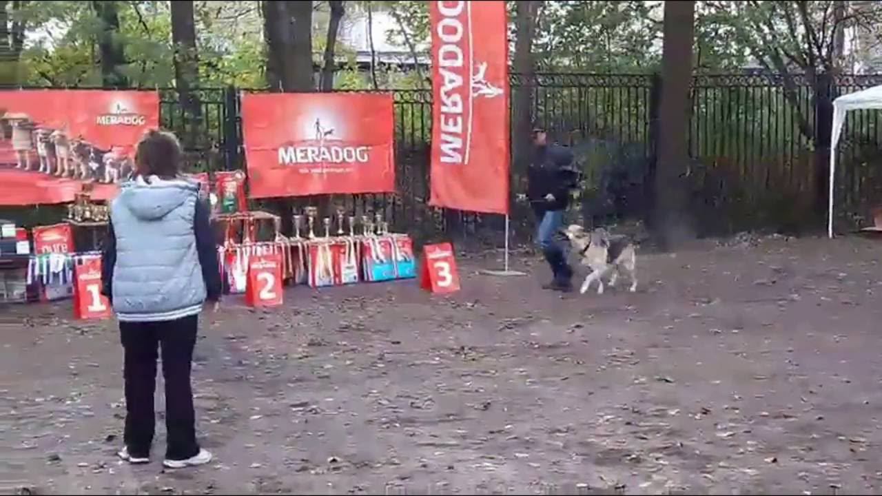 ИБЕРИЯ РЯДОВОСТЬ ЦВЕО смотреть онлайн