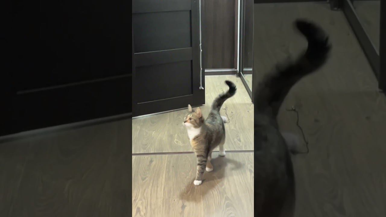 Оленей посмотреть или поиграть? Поиграть или оленей посмотреть? Выбор очевиден ♀️