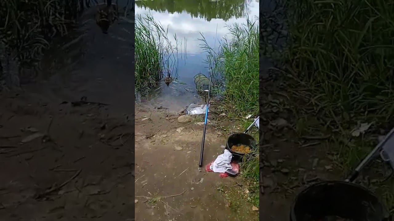 отдых на Истринском водохранилище смотреть онлайн