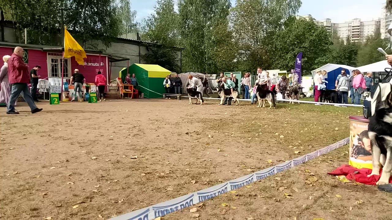 Кл.победителей кобели смотреть онлайн