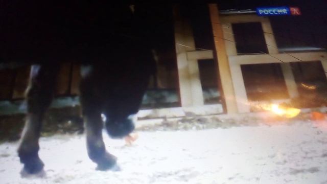 Милый ослик Фифа - любитель катать детишек. Зоопитомник московского зоопарка.