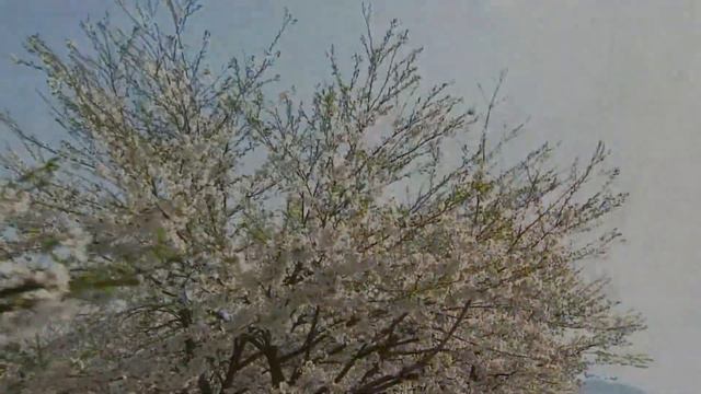 The Kokinshû. Spring Poems. Part I, 49 - Ki no Tsurayuki - From this year on / О если б вишни... смотреть онлайн