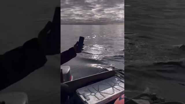 На Дальнем востоке касатки группой плавают 😱 смотреть онлайн