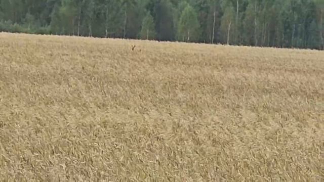 Прыжки в высоту! смотреть онлайн