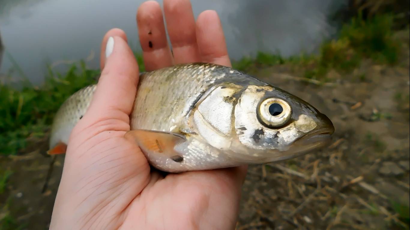 Рыбалка на Аге смотреть онлайн