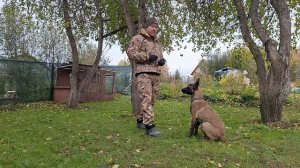 Малинуа... оно мне надо?! #malinois #малинуа #яимойхвост