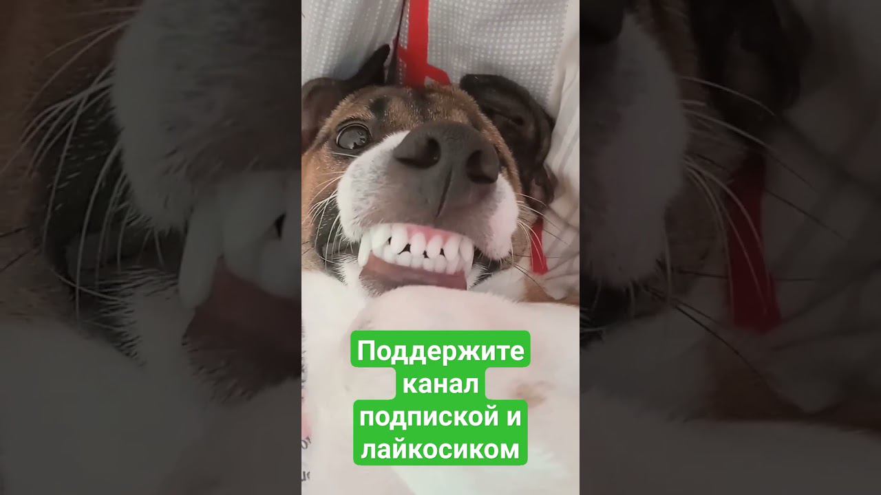 Бобка улыбается смотреть онлайн