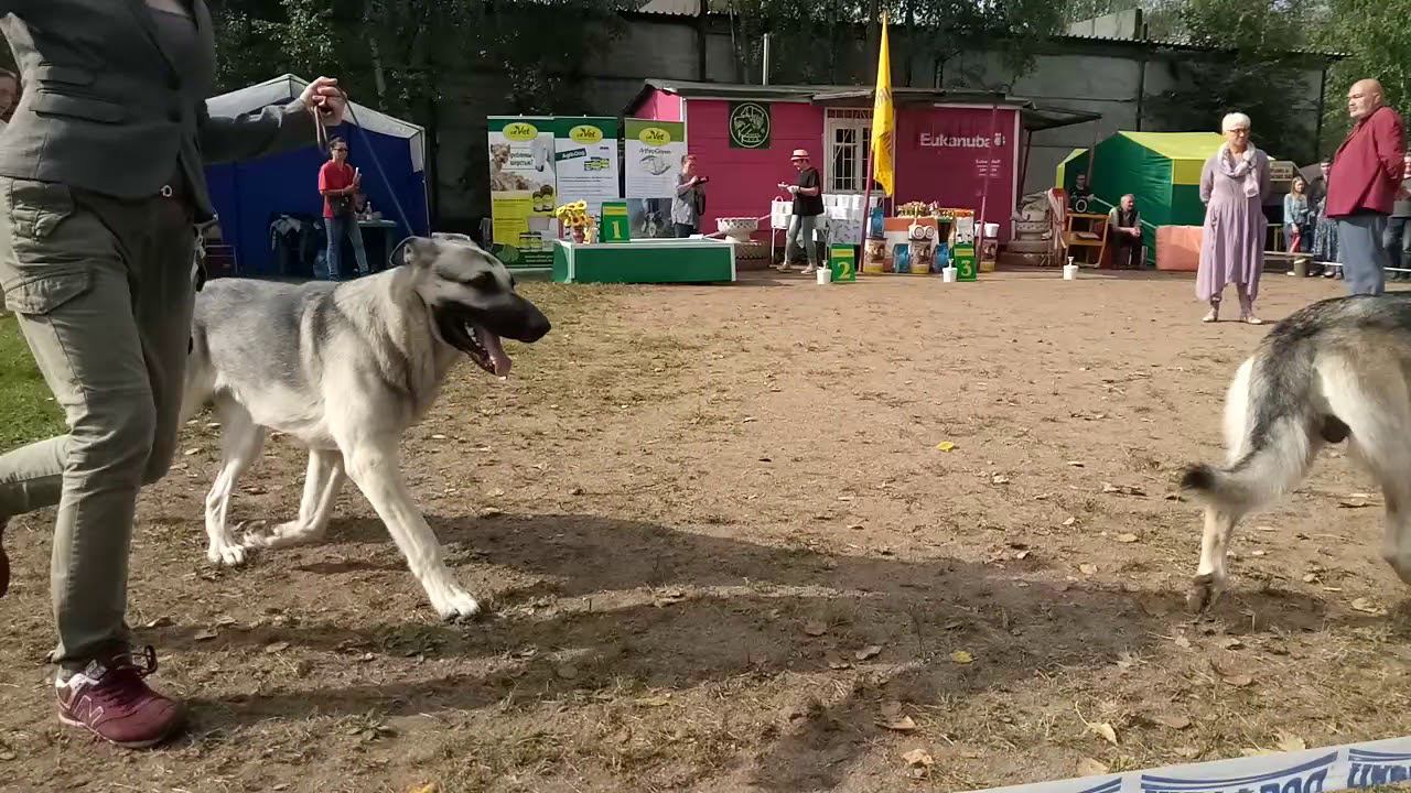 Пром.класс кобели смотреть онлайн