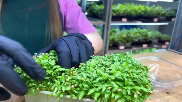 video_2024-09-27_07-50-34 (2) смотреть онлайн