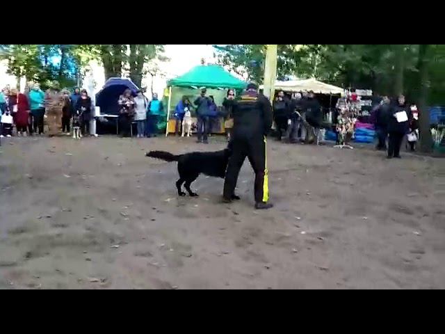 Задержание Г.П.Штирлиц смотреть онлайн