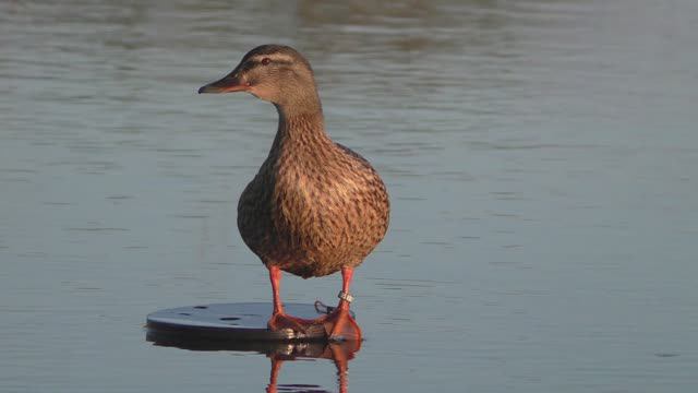 ОХОТА С ПОДСАДНОЙ УТКОЙ. КЛАССИКА СТОЛЕТИЙ...